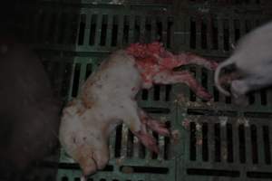 Dead piglets in farrowing crates - Captured at Andgar Piggery, Dublin SA Australia.