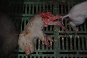 Dead piglets in farrowing crates - Captured at Andgar Piggery, Dublin SA Australia.
