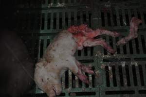 Dead piglets in farrowing crates - Captured at Andgar Piggery, Dublin SA Australia.