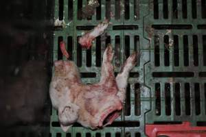 Dead piglets in farrowing crates - Captured at Andgar Piggery, Dublin SA Australia.