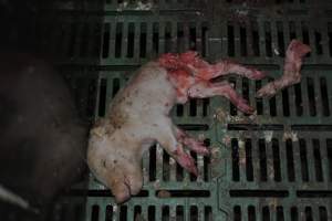 Dead piglets in farrowing crates - Captured at Andgar Piggery, Dublin SA Australia.