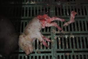 Dead piglets in farrowing crates - Captured at Andgar Piggery, Dublin SA Australia.