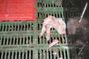Dead piglets in farrowing crates - Captured at Andgar Piggery, Dublin SA Australia.