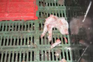 Dead piglets in farrowing crates - Captured at Andgar Piggery, Dublin SA Australia.
