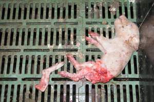 Dead piglets in farrowing crates - Captured at Andgar Piggery, Dublin SA Australia.