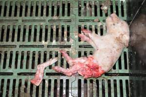 Dead piglets in farrowing crates - Captured at Andgar Piggery, Dublin SA Australia.