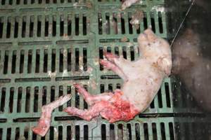 Dead piglets in farrowing crates - Captured at Andgar Piggery, Dublin SA Australia.