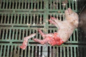 Dead piglets in farrowing crates - Captured at Andgar Piggery, Dublin SA Australia.