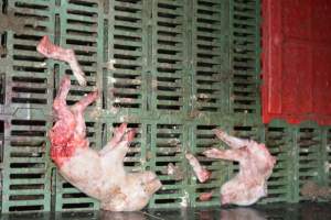 Dead piglets in farrowing crates - Captured at Andgar Piggery, Dublin SA Australia.