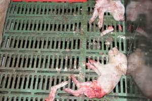 Dead piglets in farrowing crates - Captured at Andgar Piggery, Dublin SA Australia.