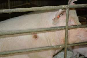 Sow with pressure sore - Captured at Andgar Piggery, Dublin SA Australia.