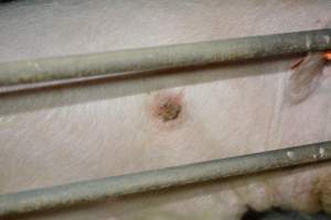 Sow with pressure sore - Captured at Andgar Piggery, Dublin SA Australia.