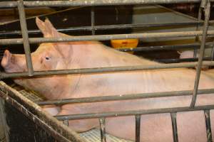Sow in farrowing crate - Captured at Andgar Piggery, Dublin SA Australia.
