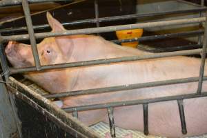 Sow in farrowing crate - Captured at Andgar Piggery, Dublin SA Australia.
