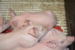 Piglets in farrowing crates - Captured at Andgar Piggery, Dublin SA Australia.