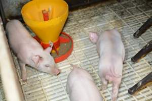 Piglets in farrowing crates - Captured at Andgar Piggery, Dublin SA Australia.