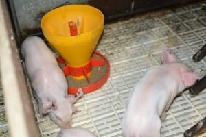 Piglets in farrowing crates - Captured at Andgar Piggery, Dublin SA Australia.
