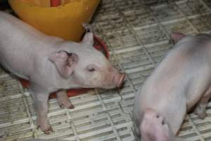 Piglets in farrowing crates - Captured at Andgar Piggery, Dublin SA Australia.