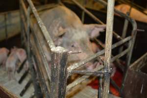 Farrowing crates - Captured at Andgar Piggery, Dublin SA Australia.