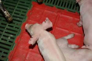 Piglets in farrowing crates - Captured at Andgar Piggery, Dublin SA Australia.