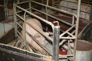 Farrowing crates - Captured at Andgar Piggery, Dublin SA Australia.