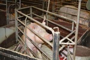 Farrowing crates - Captured at Andgar Piggery, Dublin SA Australia.
