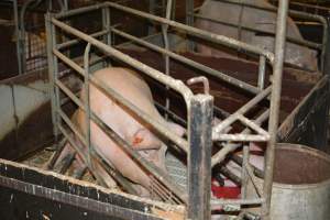 Farrowing crates - Captured at Andgar Piggery, Dublin SA Australia.