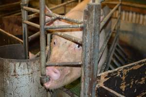 Farrowing crates - Captured at Andgar Piggery, Dublin SA Australia.