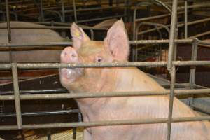 Farrowing crates - Captured at Andgar Piggery, Dublin SA Australia.