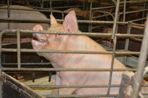Farrowing crates - Captured at Andgar Piggery, Dublin SA Australia.