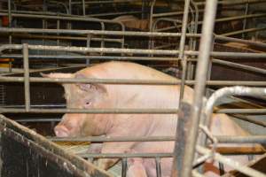 Farrowing crates - Captured at Andgar Piggery, Dublin SA Australia.