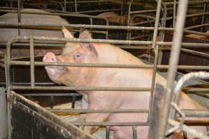 Farrowing crates - Captured at Andgar Piggery, Dublin SA Australia.