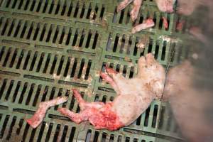 Dead piglets in farrowing pens - Captured at Andgar Piggery, Dublin SA Australia.