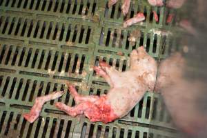 Dead piglets in farrowing pens - Captured at Andgar Piggery, Dublin SA Australia.