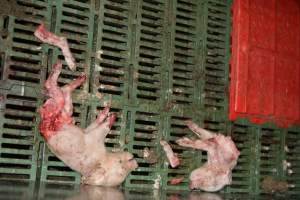 Dead piglets in farrowing pens - Captured at Andgar Piggery, Dublin SA Australia.