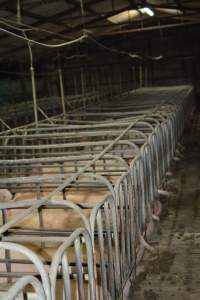 Sow stalls - Captured at Andgar Piggery, Dublin SA Australia.