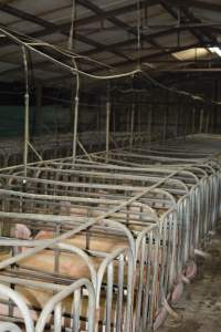 Sow stalls - Captured at Andgar Piggery, Dublin SA Australia.