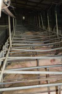 Sow stalls - Captured at Andgar Piggery, Dublin SA Australia.