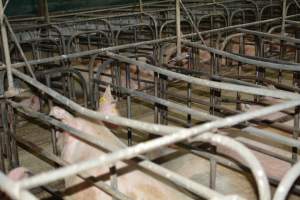 Sow stalls - Captured at Andgar Piggery, Dublin SA Australia.