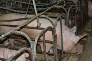 Sow stalls - Captured at Andgar Piggery, Dublin SA Australia.