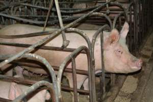 Sow stalls - Captured at Andgar Piggery, Dublin SA Australia.