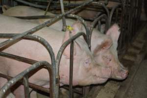 Sow stalls - Captured at Andgar Piggery, Dublin SA Australia.