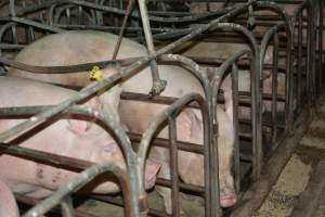 Sow stalls - Captured at Andgar Piggery, Dublin SA Australia.