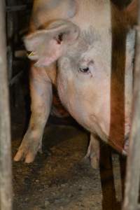 Sow stalls - Captured at Andgar Piggery, Dublin SA Australia.