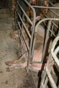 Sow stalls - Captured at Andgar Piggery, Dublin SA Australia.