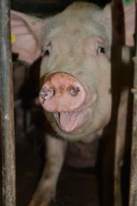 Sow stalls - Captured at Andgar Piggery, Dublin SA Australia.