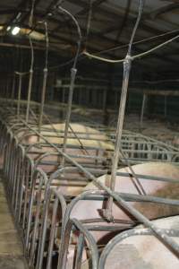 Sow stalls - Captured at Andgar Piggery, Dublin SA Australia.