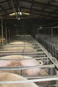 Sow stalls - Captured at Andgar Piggery, Dublin SA Australia.