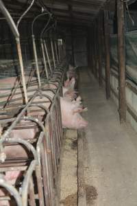 Sow stalls - Captured at Andgar Piggery, Dublin SA Australia.