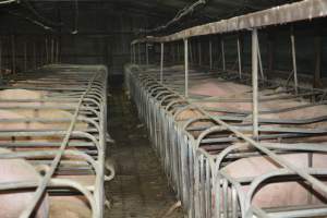 Sow stalls - Captured at Andgar Piggery, Dublin SA Australia.